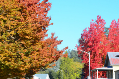 SutterCreek_FallTrees