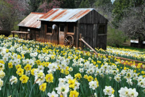 daffodil hill sutter creek california