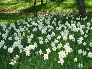 daffodil hill sutter creek ca