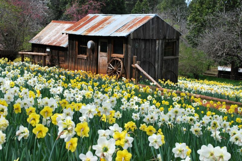 daffodil hill sutter creek ca