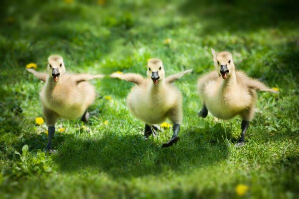 sutter creek duck dash