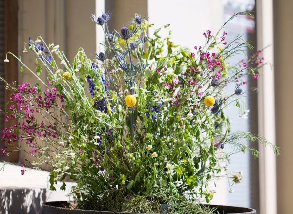 Sutter Creek Wildflowers Wine Gold Country Events Things To Do In sutter-creek-wildflowers-wine-gold-country-events-things-to-do-in