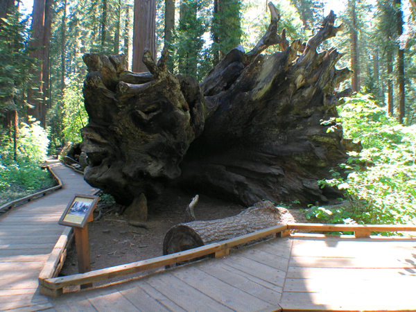 Calaveras Big Tree State Park near sutter creek ca