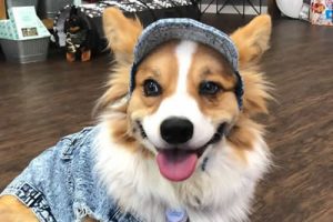 dog in store wearing cap and shirt