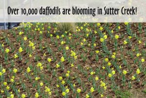 daffodils blooming in sutter creek