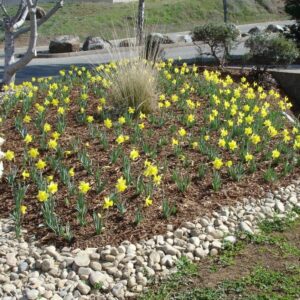 spring in sutter creek daffodils