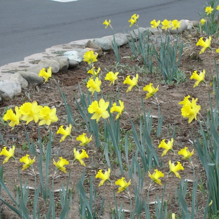 spring in sutter creek