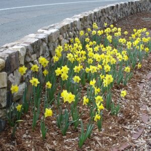 spring in sutter creek daffodils