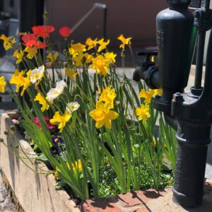 spring in sutter creek city hall