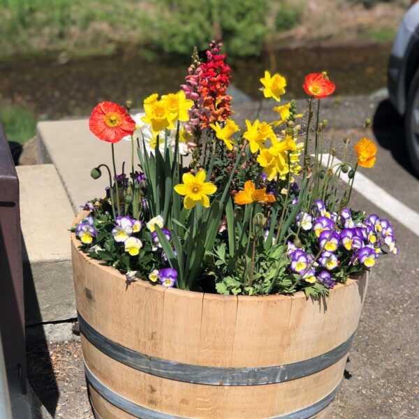 spring in sutter creek