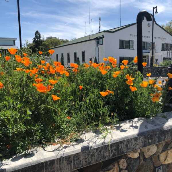 spring in sutter creek