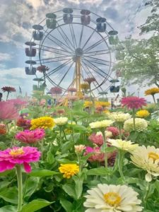 amador county fair