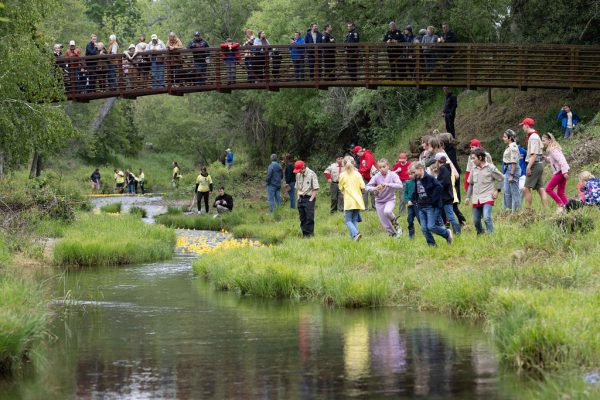 sutter creek duck races - photos by zams