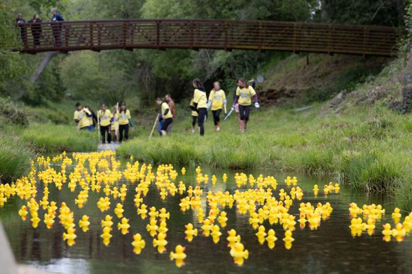 sutter creek duck races - photos by zams