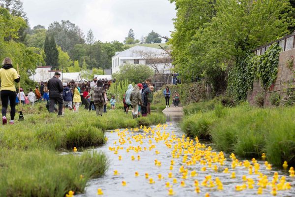 sutter creek duck races - photos by zams